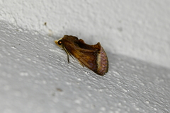 Gonodonta nitidimacula