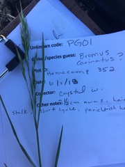 Bromus arvensis