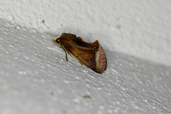 Gonodonta nitidimacula