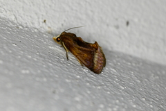 Gonodonta nitidimacula