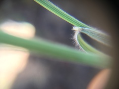 Bromus arvensis
