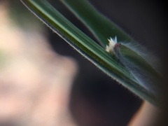 Bromus arvensis