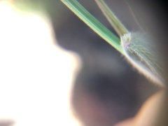 Bromus arvensis