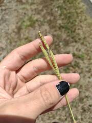 Paspalum fimbriatum