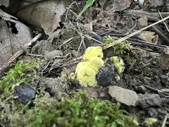 Pachyphlodes annagardnerae