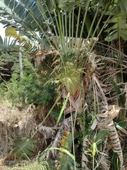 Sorghum × drummondii