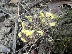 Pachyphlodes annagardnerae