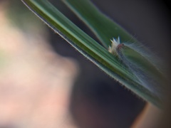 Bromus arvensis