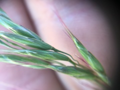 Bromus arvensis