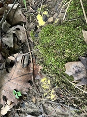 Pachyphlodes annagardnerae