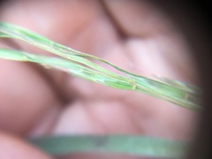 Bromus arvensis