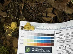 Pachyphlodes annagardnerae