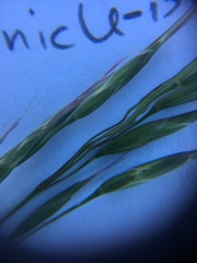 Bromus arvensis
