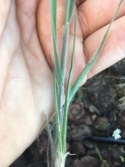 Bromus arvensis