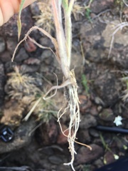 Bromus arvensis