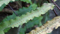 Goniophlebium persicifolium