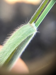 Bromus arvensis