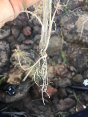 Bromus arvensis
