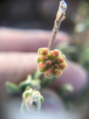 Oligogonum