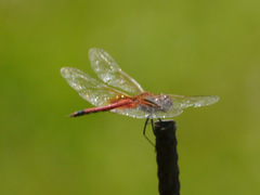 Tramea basilaris