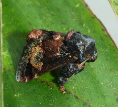 Euphobetron cupreitincta