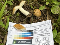 Russula amerorecondita