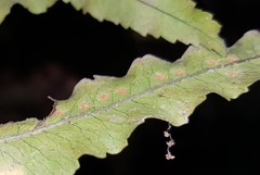 Goniophlebium persicifolium