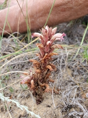 Aphyllon corymbosum mutabile