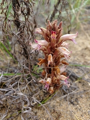 Aphyllon corymbosum mutabile