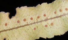 Goniophlebium persicifolium