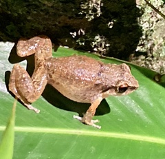Eleutherodactylus johnstonei