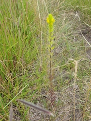 Orthocarpus luteus