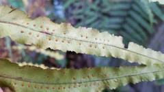 Goniophlebium persicifolium