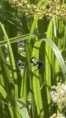 Eremnophila aureonotata
