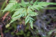 Loxsoma cunninghamii