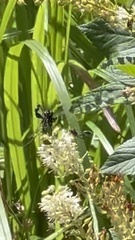 Eremnophila aureonotata