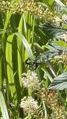 Eremnophila aureonotata