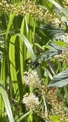 Eremnophila aureonotata