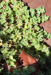 Euphorbia serpens