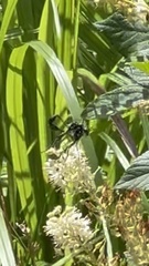 Eremnophila aureonotata