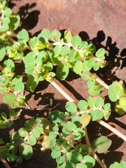 Euphorbia serpens