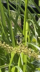 Eremnophila aureonotata