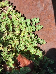 Euphorbia serpens