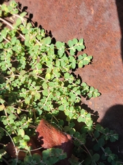 Euphorbia serpens