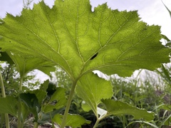 Petasites japonicus
