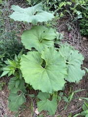 Petasites japonicus