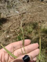 Urochloa glumaris