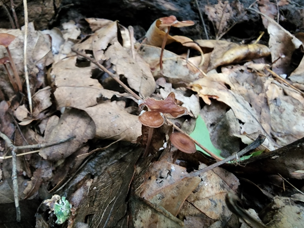 Collybiopsis biformis from Washington Township, IN, USA on August 05 ...