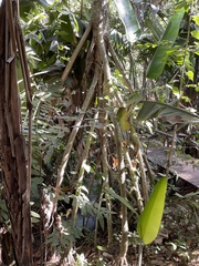 Socratea