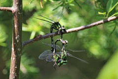 Ophiogomphus anomalus